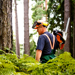 Logger sizing up a tree in the woods with a chainsaw