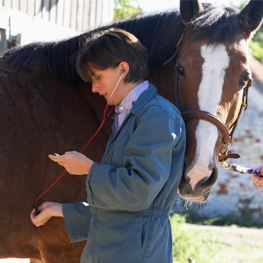 A picture of a female veterinarian listening to the heart of a handsome horse